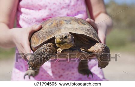 USA, Arizona, woman holding turtle View Large Photo Image Stock Photography - USA, Arizona, woman holding turtle. Fotosearch