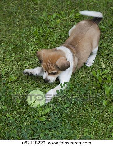 Stock Photo - USA, California, Fairfax, Beagle puppy playing with ball on grass. Fotosearch