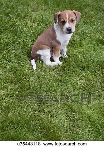 USA, California, Fairfax, Beagle puppy sitting on grass View Large Photo Image Stock Photo - USA, California, Fairfax, Beagle puppy sitting on grass. Fotosearch