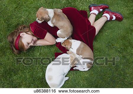 Stock Photograph - USA, California, Fairfax, girl (4-5) lying on grass with Beagle puppies. Fotosearch