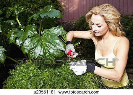 USA, California, Fairfax, Mid adult woman cutting plant in garden View Large Photo Image Stock Image - USA, California, Fairfax, Mid adult woman cutting plant in garden. Fotosearch