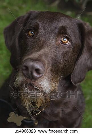 USA, California, Fairfax, portrait of brown Labrador puppy View Large Photo Image Stock Image - USA, California, Fairfax, portrait of brown Labrador puppy. Fotosearch
