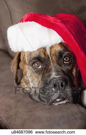 Stock Photograph - USA, California, La Quinta, Boxer in Santa hat lying on sofa. Fotosearch