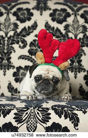 Stock Photo - USA, California, La Quinta, French Bulldog wearing reindeer antlers lying on sofa. Fotosearch
