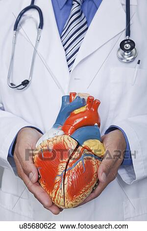 USA California, Larkspur, Doctor holding model of heart, mid section View Large Photo Image Stock Image - USA California, Larkspur, Doctor holding model of heart, mid section. Fotosearch