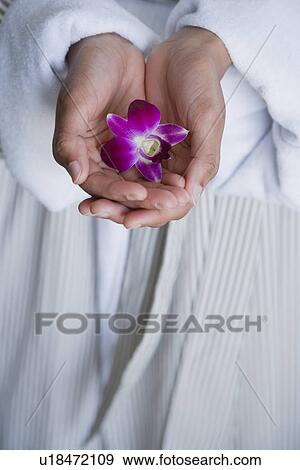 Stock Photo - USA, California, Oakland, young woman's hands holding purple orchid. Fotosearch