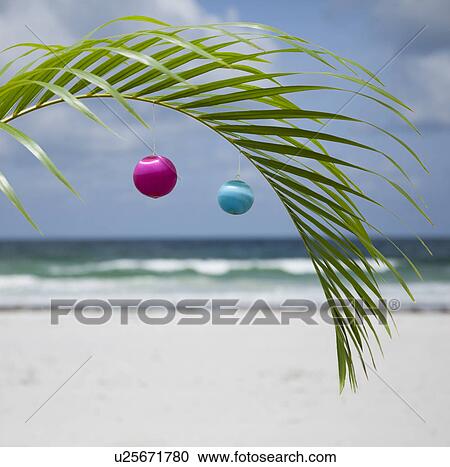 USA, Florida, St. Pete Beach, Christmas ornaments hanging on palm leaf View Large Photo Image Stock Image - USA, Florida, St. Pete Beach, Christmas ornaments hanging on palm leaf. Fotosearch