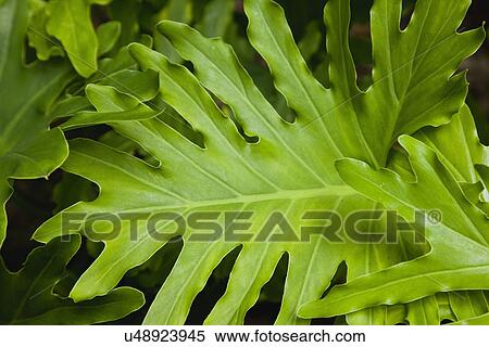 USA, Florida, St. Pete Beach, Close-up of large green leaf View Large Photo Image Stock Photography - USA, Florida, St. Pete Beach, Close-up of large green leaf. Fotosearch