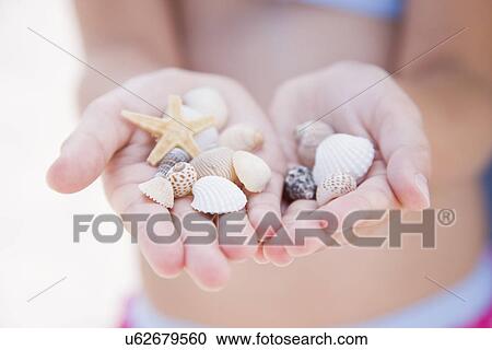USA, Florida, St. Pete Beach, Girl's (8-9) hands holding sea shells View Large Photo Image Stock Image - USA, Florida, St. Pete Beach, Girl's (8-9) hands holding sea shells. Fotosearch