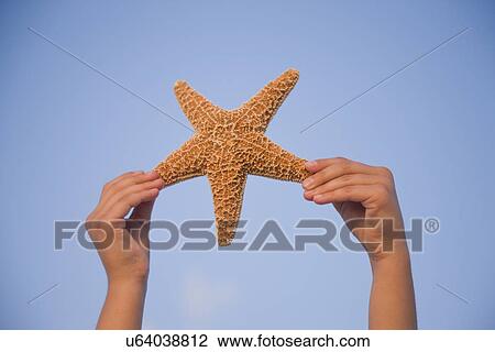 Stock Image - USA, Florida, St. Pete Beach, Girl's (8-9) hands holding starfish against blue sky. Fotosearch