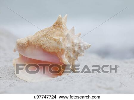 USA, Florida, St. Pete Beach, Pink conch shell on beach View Large Photo Image Picture - USA, Florida, St. Pete Beach, Pink conch shell on beach. Fotosearch