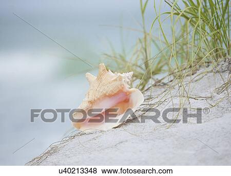 USA, Florida, St. Pete Beach, Pink conch shell on beach View Large Photo Image Stock Photo - USA, Florida, St. Pete Beach, Pink conch shell on beach. Fotosearch