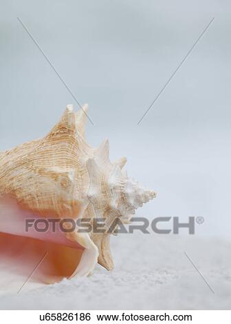 Stock Photograph - USA, Florida, St. Pete Beach, Pink conch shell on beach. Fotosearch