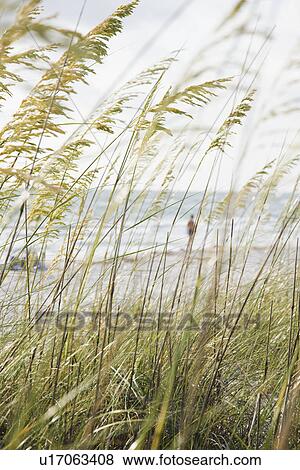USA, Florida, St. Pete Beach, Sea Oat Grass growing on beach View Large Photo Image Stock Photo - USA, Florida, St. Pete Beach, Sea Oat Grass growing on beach. Fotosearch