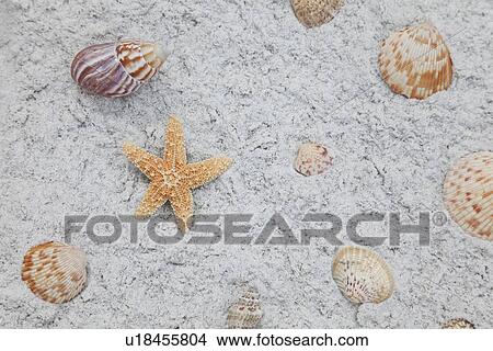 USA, Florida, St. Pete Beach, Starfish and seashells on sand View Large Photo Image Picture - USA, Florida, St. Pete Beach, Starfish and seashells on sand. Fotosearch