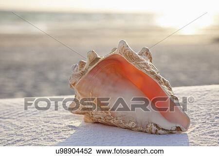 USA, Florida, St. Petersburg, conch shell on sandy beach View Large Photo Image Stock Image - USA, Florida, St. Petersburg, conch shell on sandy beach. Fotosearch