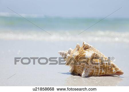 USA, Florida, St. Petersburg, conch shell on beach View Large Photo Image Stock Photo - USA, Florida, St. Petersburg, conch shell on beach. Fotosearch