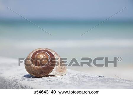 USA, Florida, St. Petersburg, focus on seashell on beach View Large Photo Image Stock Image - USA, Florida, St. Petersburg, focus on seashell on beach. Fotosearch