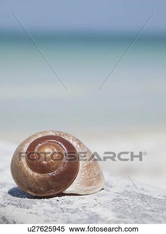 Stock Photography - USA, Florida, St. Petersburg, focus on seashell on beach. Fotosearch