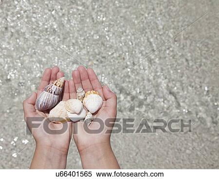 USA, Florida, St. Petersburg, girl (12-13) holding seashells, directly above View Large Photo Image Stock Photography - USA, Florida, St. Petersburg, girl (12-13) holding seashells, directly above. Fotosearch