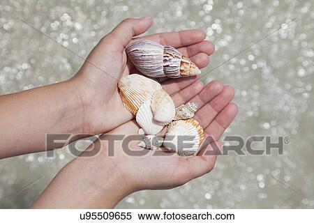 USA, Florida, St. Petersburg, girl (12-13) holding seashells, directly above View Large Photo Image Stock Photography - USA, Florida, St. Petersburg, girl (12-13) holding seashells, directly above. Fotosearch