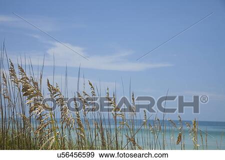 USA, Florida, St. Petersburg, grass on beach View Large Photo Image Stock Photo - USA, Florida, St. Petersburg, grass on beach. Fotosearch