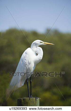 Stock Image - USA, Florida, St. Petersburg, Great Egret perching on tree trunk. Fotosearch