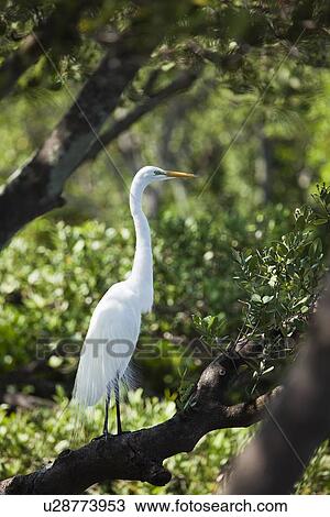 USA, Florida, St. Petersburg, Great Egret perching on branch View Large Photo Image Stock Image - USA, Florida, St. Petersburg, Great Egret perching on branch. Fotosearch