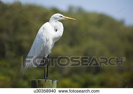 USA, Florida, St. Petersburg, Great Egret perching on tree trunk View Large Photo Image Stock Image - USA, Florida, St. Petersburg, Great Egret perching on tree trunk. Fotosearch