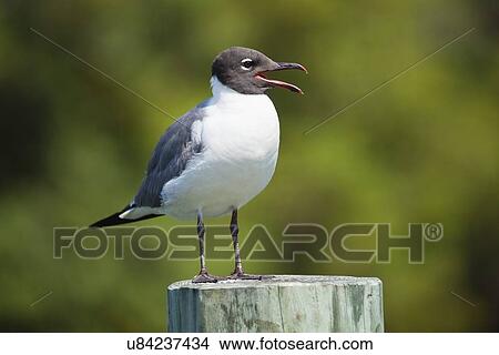 USA, Florida, St. Petersburg, Laughing gull perching on tree trunk View Large Photo Image Picture - USA, Florida, St. Petersburg, Laughing gull perching on tree trunk. Fotosearch