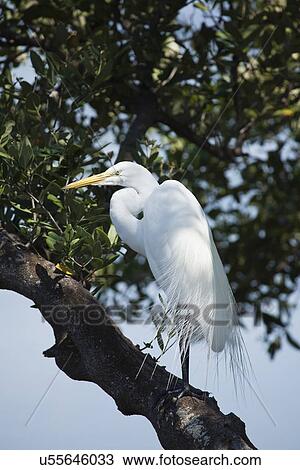 USA, Florida, St. Petersburg, low angle view of Great Egret View Large Photo Image Stock Image - USA, Florida, St. Petersburg, low angle view of Great Egret. Fotosearch