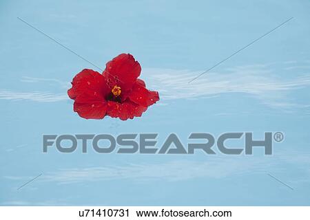 Stock Image - USA, Florida, St. Petersburg, Red hibiscus flower floating on water. Fotosearch