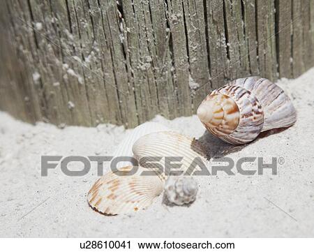 USA, Florida, St. Petersburg, Seashells on sandy beach View Large Photo Image Stock Image - USA, Florida, St. Petersburg, Seashells on sandy beach. Fotosearch