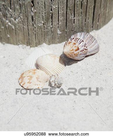 USA, Florida, St. Petersburg, Seashells on sandy beach View Large Photo Image Stock Photo - USA, Florida, St. Petersburg, Seashells on sandy beach. Fotosearch
