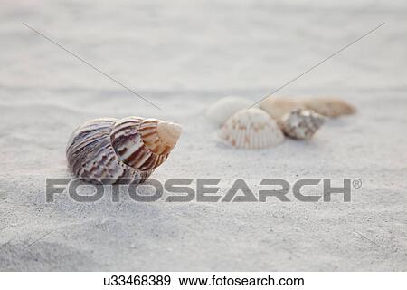 USA, Florida, St. Petersburg, shells on sandy beach View Large Photo Image Stock Photo - USA, Florida, St. Petersburg, shells on sandy beach. Fotosearch
