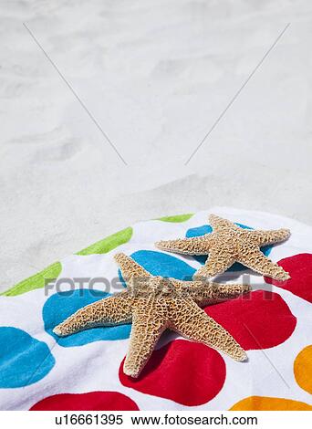 USA, Florida, St. Petersburg, Starfish laying on beach towel View Large Photo Image Stock Photography - USA, Florida, St. Petersburg, Starfish laying on beach towel. Fotosearch