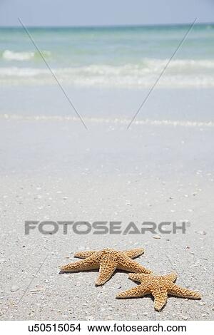 Picture - USA, Florida, St. Petersburg, Two starfish on sandy beach. Fotosearch