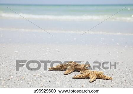 USA, Florida, St. Petersburg, Two starfish on sandy beach View Large Photo Image Stock Image - USA, Florida, St. Petersburg, Two starfish on sandy beach. Fotosearch