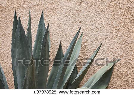 Stock Photography - USA, Florida, Tampa, Agave, close-up. Fotosearch