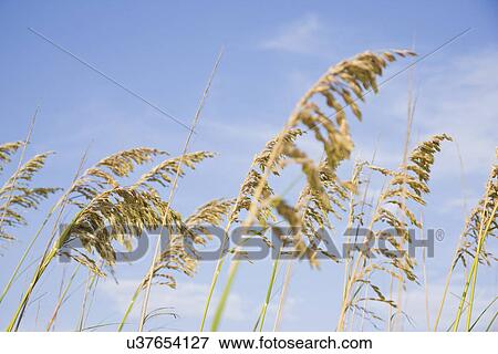 USA, Florida, Tampa, Avena sativa, low angle view View Large Photo Image Stock Photo - USA, Florida, Tampa, Avena sativa, low angle view. Fotosearch