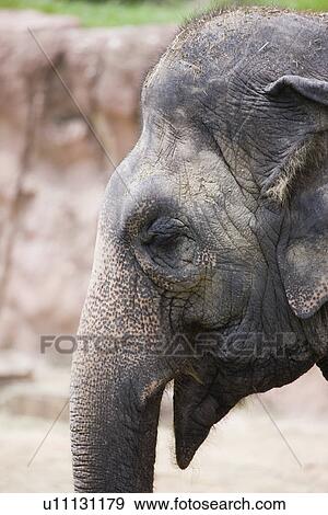 Stock Photo - USA, Florida, Tampa, Elephas, headshot. Fotosearch