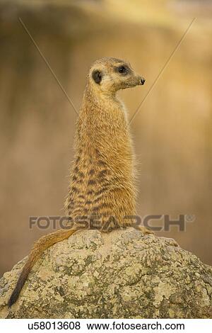 Stock Photo - USA, Florida, Tampa, Meerkat on rock. Fotosearch
