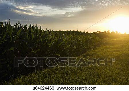 Stock Image - USA, Illinois, Brimfield, Cornfield at sunset. Fotosearch