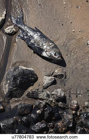USA, Illinois, East Peoria, close up of dead fish View Large Photo Image Stock Image - USA, Illinois, East Peoria, close up of dead fish. Fotosearch