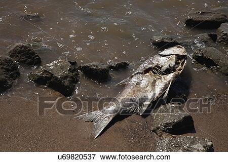 USA, Illinois, East Peoria, close up of dead fish View Large Photo Image Stock Photo - USA, Illinois, East Peoria, close up of dead fish. Fotosearch