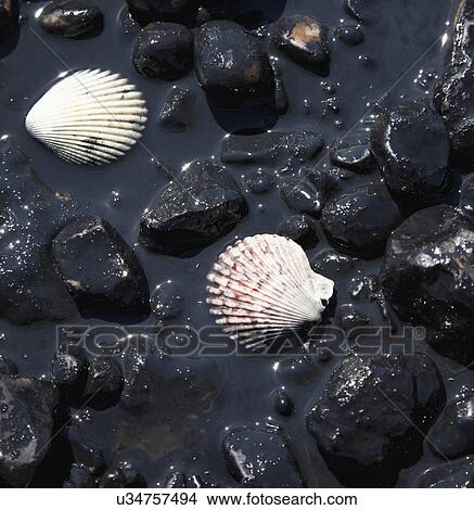 USA, Illinois, East Peoria, close up shells covered with oil View Large Photo Image Picture - USA, Illinois, East Peoria, close up shells covered with oil. Fotosearch