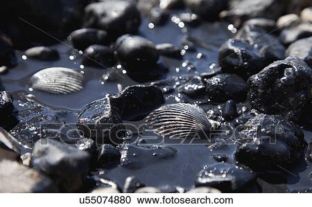 Stock Image - USA, Illinois, East Peoria, close up shells covered with oil. Fotosearch