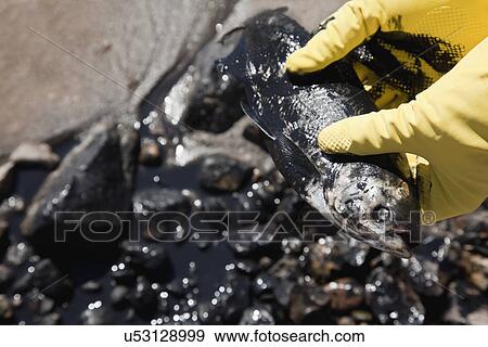 Stock Photo - USA, Illinois, East Peoria, close up hands in gloves holding dead fish. Fotosearch