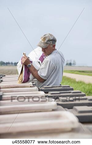 Stock Photo - USA, Illinois, Farmer putting seeds into sowing machine. Fotosearch
