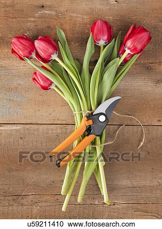 Stock Image - USA, Illinois, Metamora, Bunch of tulips with gardening shears. Fotosearch